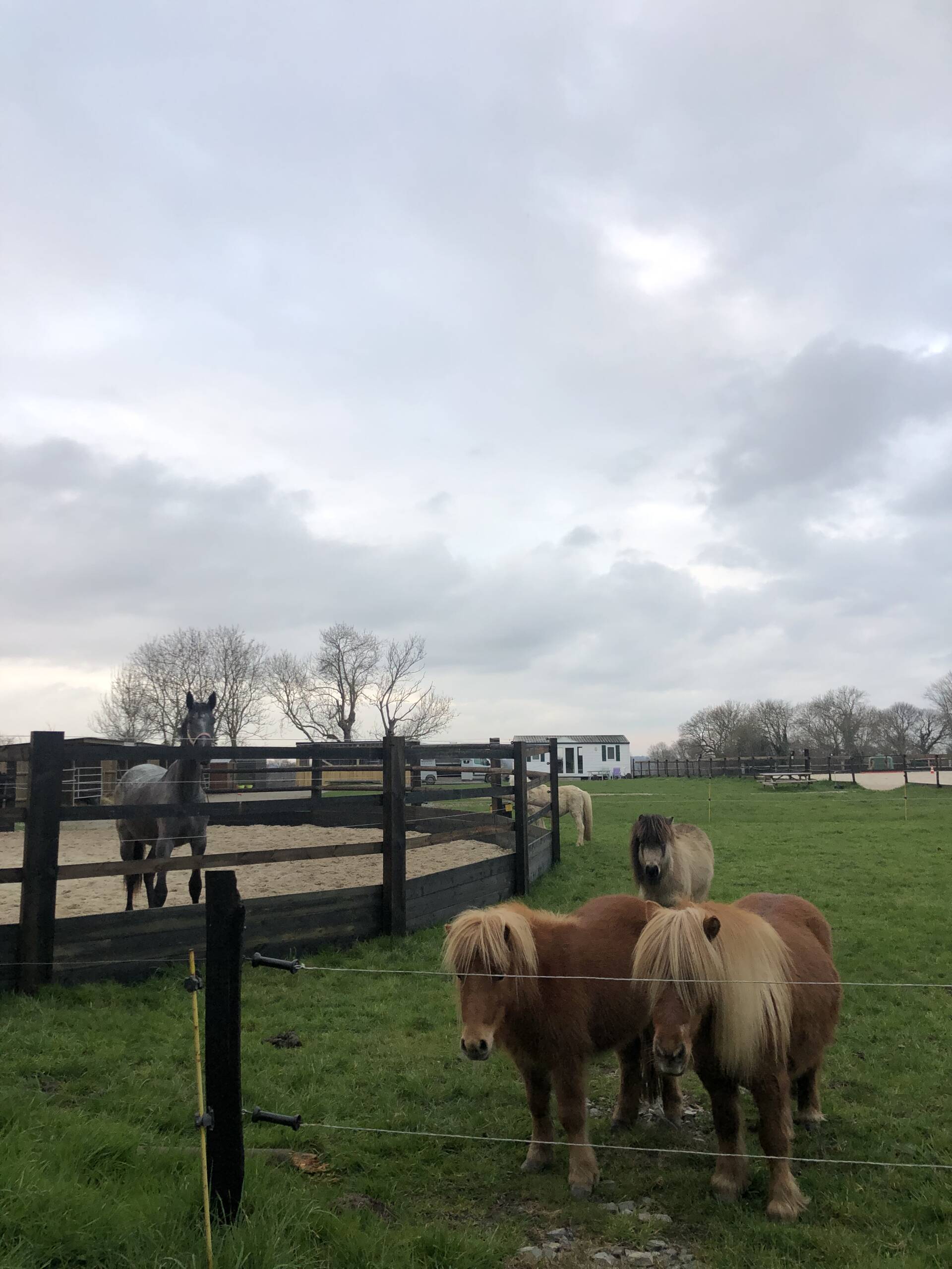 Bien-être et liberté pour les équidés